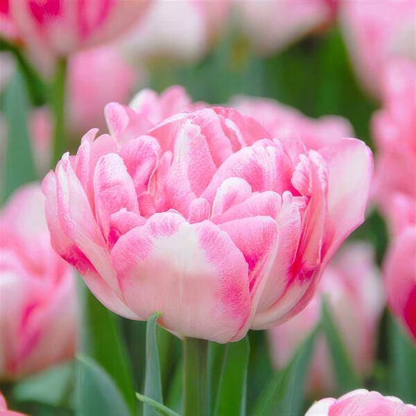 Foxtrot tulipán (5db) - Image 2