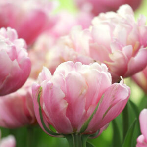 Foxtrot tulipán (5db)