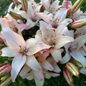 Egyéb őszi ültetésű hagymások