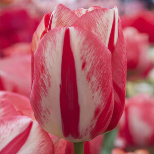 Spryng Break- tulipán (5db)