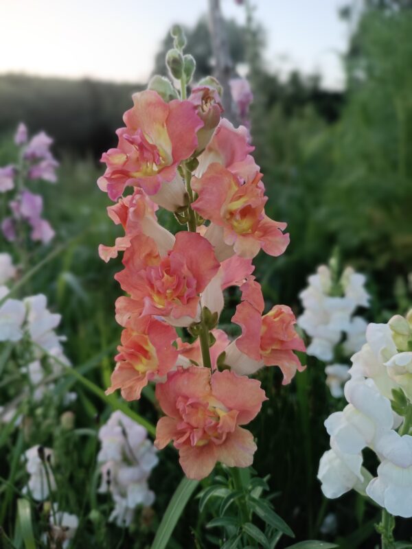 Tátika- Antirrhinum majus-'Madame Butterfly Bronze - Image 3