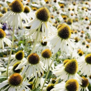 Bíbor kasvirág- Echinacea purpurea 'Primadonna White'