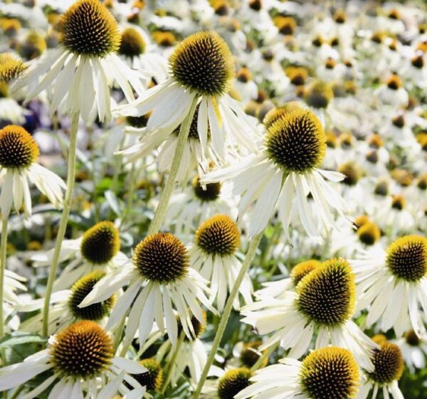 Bíbor kasvirág- Echinacea purpurea 'Primadonna White'