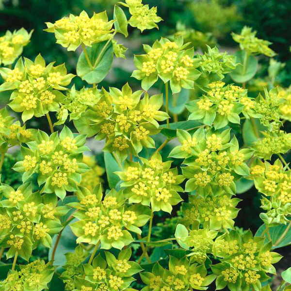 Buvákfű- Bupleurum rotundifolium-'Griffiti' - Image 2