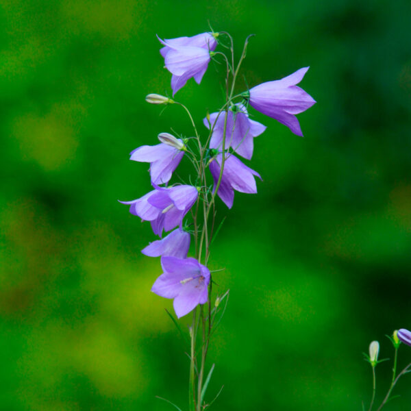 Kereklevelű harangvirág- Campanula rotundifolia' - Image 3