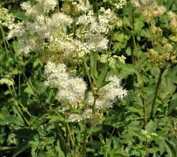 Réti legyezőfű- Filipendula ulmaria