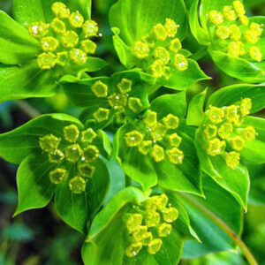 Buvákfű- Bupleurum rotundifolium-'Griffiti'