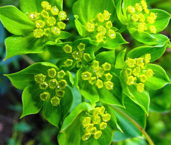 Buvákfű- Bupleurum rotundifolium-'Griffiti'