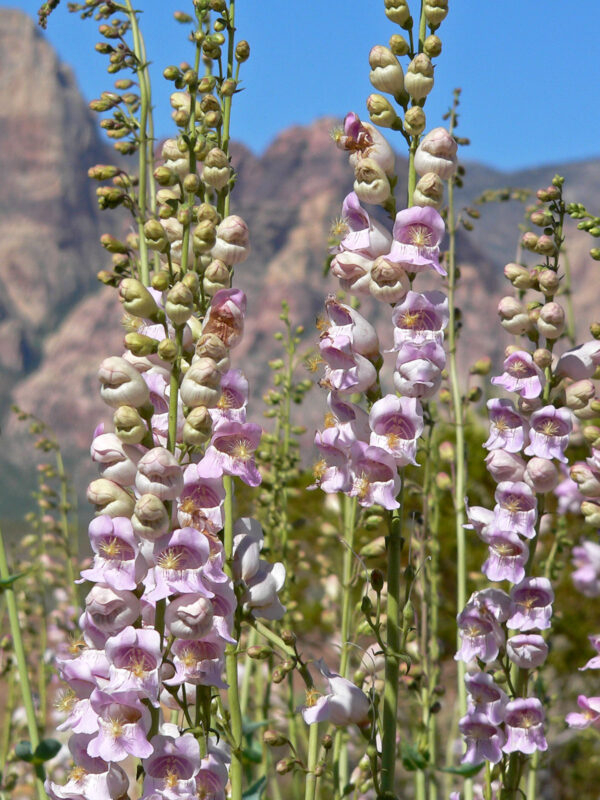 Bugatölcsér- Penstemon palmeri - Image 2