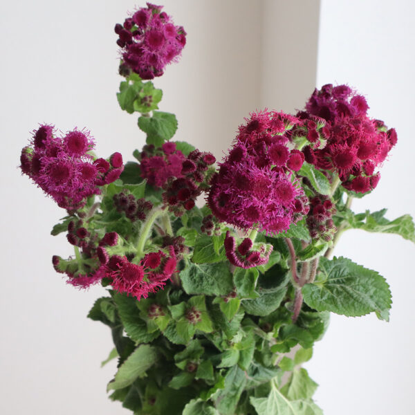 Bojtocska-Ageratum houstonianum-'Red Flint' - Image 3