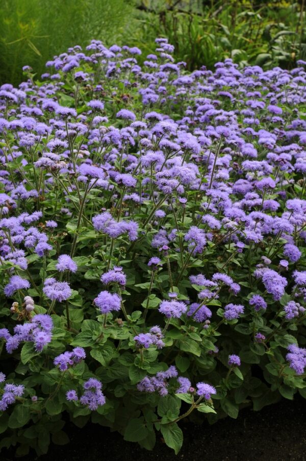 Bojtocska- Ageratum houstonianum 'Market Growers Blue'