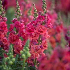 Tátika- Antirrhinum majus- 'Madame Butterfly Cherry Bronze'