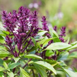 Bazsalikom 'Siam Queen'