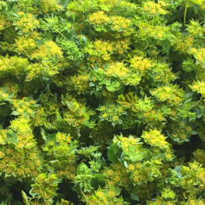 Buvákfű-Bupleurum rotundifolium- 'Green Gold'