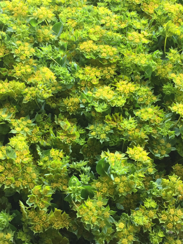 Buvákfű-Bupleurum rotundifolium- 'Green Gold'