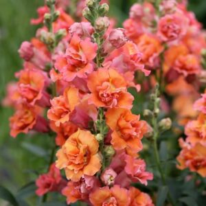 Tátika- Antirrhinum majus-'Madame Butterfly Bronze