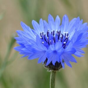Búzavirág- Centaurea cyanus- 'Victoria'