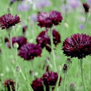 Búzavirág- Centaurea cyanus- 'Whitching Hour (Black Boy)'
