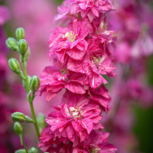 Egynyári szarkaláb- Consolida ajacis QIS Carmine