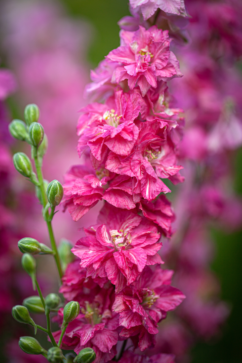 Egynyári szarkaláb- Consolida ajacis QIS Carmine