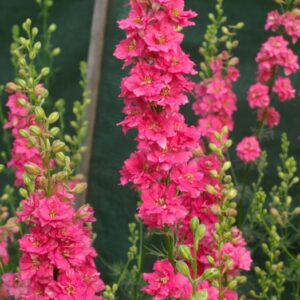 Egynyári szarkaláb- Delphinium Consolida -Brisbane Salmon Pink