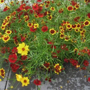 Menyecskeszem- Coreopsis tinctoria- 'Mix'