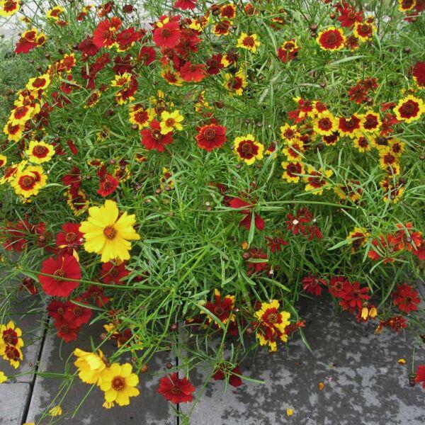 Menyecskeszem- Coreopsis tinctoria- 'Mix'