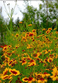 Menyecskeszem- Coreopsis tinctoria- 'Mix' - Image 2