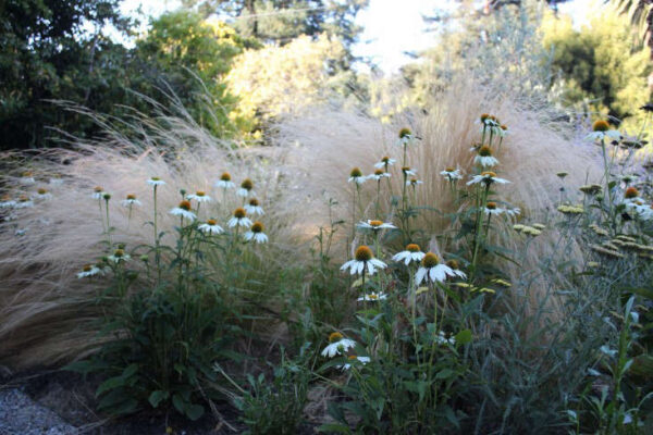 Bíbor kasvirág- Echinacea purpurea 'Primadonna White' - Image 2
