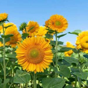 Napraforgó- Helianthus annuus-'Sunrich gold'