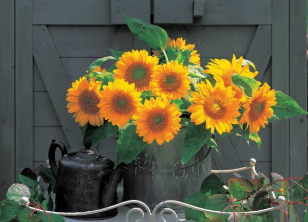 Napraforgó- Helianthus annuus-'Sunrich gold' - Image 2
