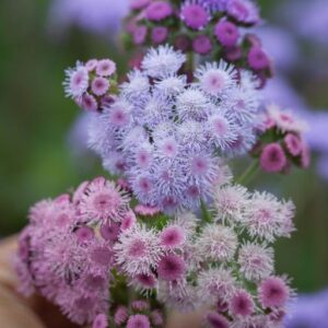 Bojtocska-Ageratum houstonianum-'Timeless Mixture'