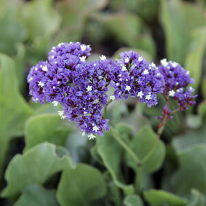 Évelő sóvirág- Limonium Perezii- 'Perez's sea lavender'
