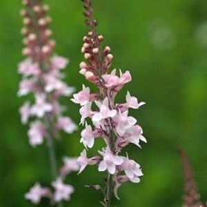 Lila Gyújtoványfű- Linaria Purpurea- 'Canon Went'