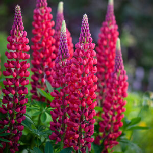 Csillagfürt- Lupinus polyphyllus-'Russel the pages'