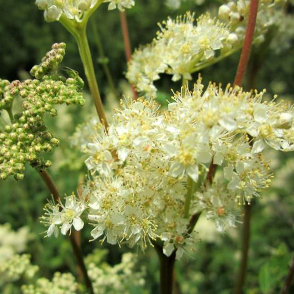 Réti legyezőfű- Filipendula ulmaria - Image 2