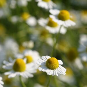 Kamilla-Matricaria Chamomilla