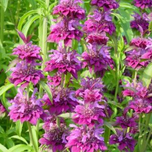 Méhbalzsam- Monarda citriodora- 'Purplish Lilac'