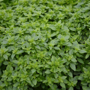 Görög bazsalikom- Ocymum minimum- ' Basito'