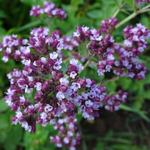 Majoránna- Origanum Majorana