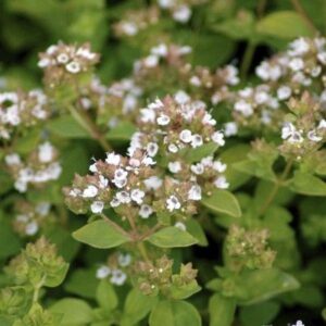 Oregánó- Origanum Vulgare