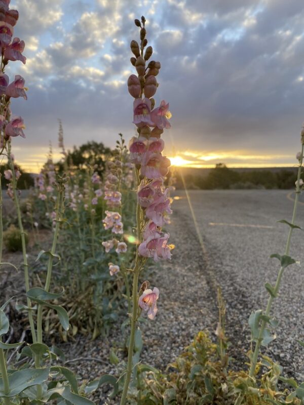 Bugatölcsér- Penstemon palmeri - Image 3