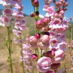 Bugatölcsér- Penstemon palmeri