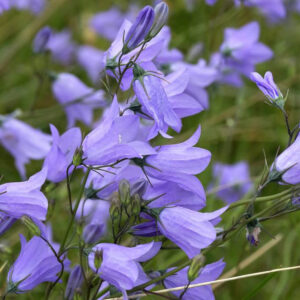 Kereklevelű harangvirág- Campanula rotundifolia'
