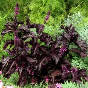 Bíbor levelű bazsalikom- Ocimum basilicum-'Purple Ruffles'