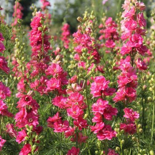 Egynyári szarkaláb- Consolida ajacis QIS Carmine - Image 3