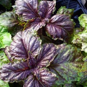 Bordó Salátalevelű bazsalikom- Ocimum basilicum- 'Red lettuce-leaved'
