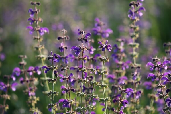 Mezei zsálya- Salvia Pratensis - Image 2
