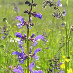 Mezei zsálya- Salvia Pratensis
