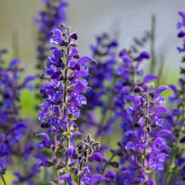 Mezei zsálya- Salvia Pratensis - Image 4